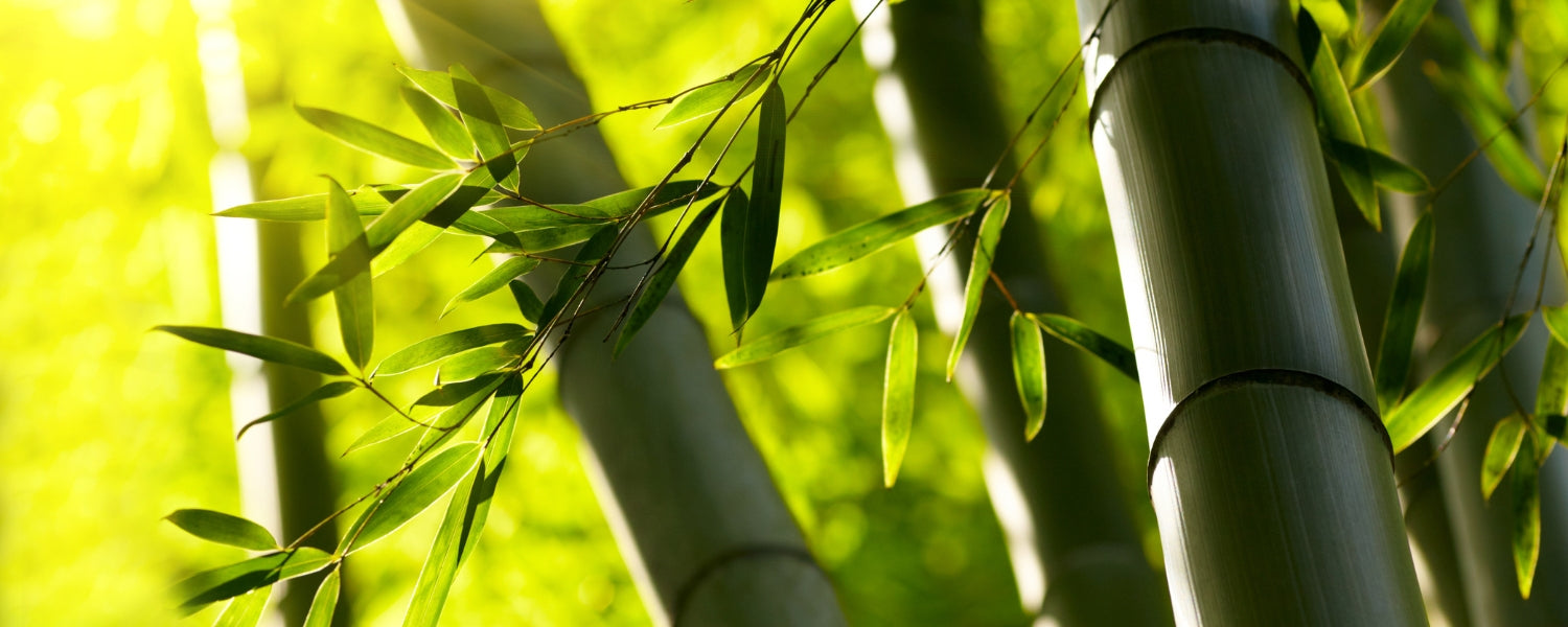 Discover the benefits of bamboo clothing, eco-friendly, breathable, moisture-wicking, luxuriously soft. Perfect for sustainable fashion enthusiasts.